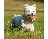 Frisbee Fetch Toy- Medium by Major Dog