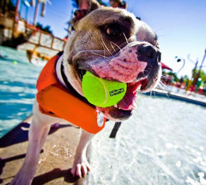 "Granby Splash" Life Jacket for Dogs
