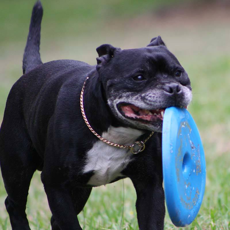 Flying Disc Fetch Dog Toy - Blue Soft Frisbee