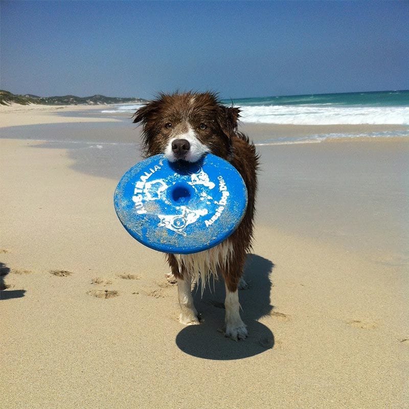 Flying Disc Fetch Dog Toy - Blue Soft Frisbee
