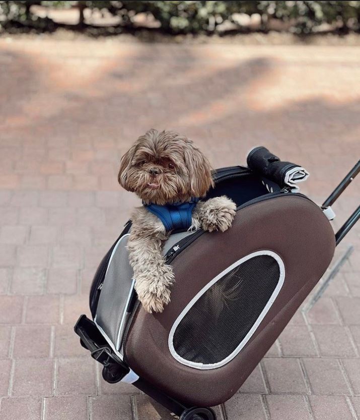 5-in-1 Dog & Cat Carrier/Stroller