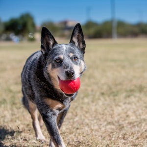 BULK BUYS 2 X KONG Ball Medium/Large