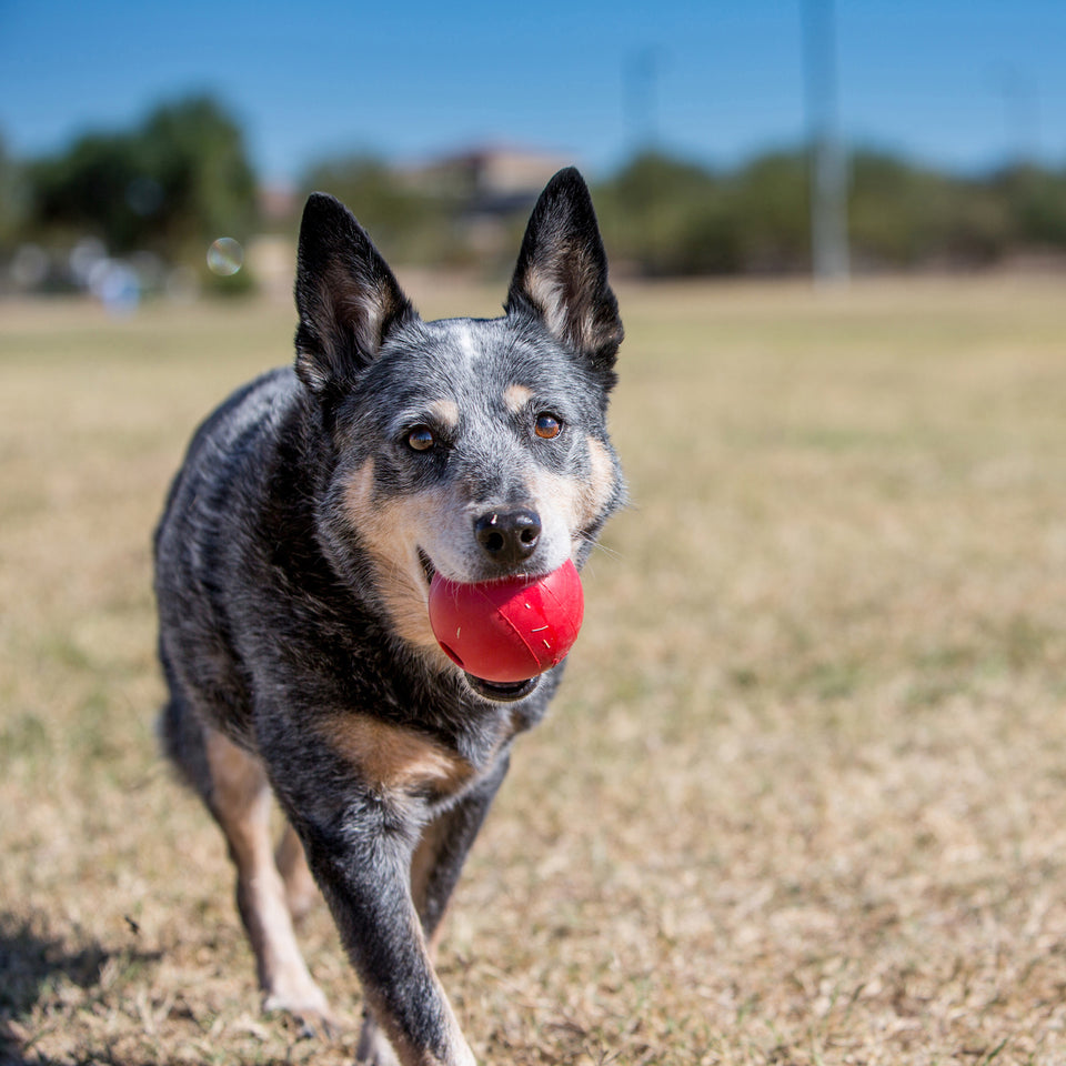 BULK BUYS 2 X KONG Ball Medium/Large