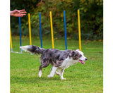 Dog Agility Training Set
