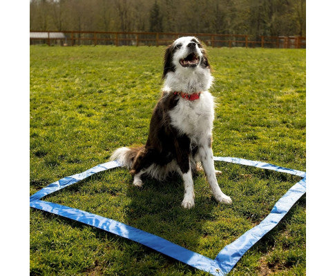 Dog Agility Training Set