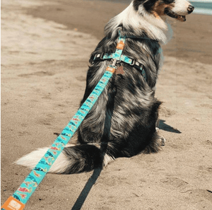 Max & Molly Dog Leash - Paradise
